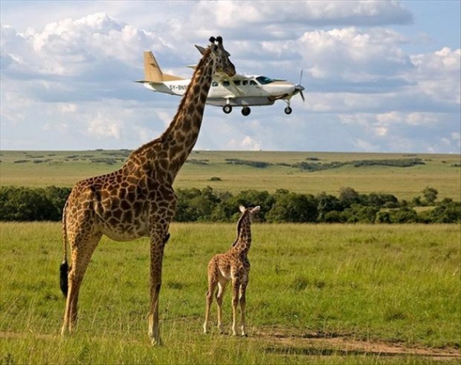 7151010-perfectly-timed-pictures-a-giraffe-1476448850-650-f2f7e99823-1476450051