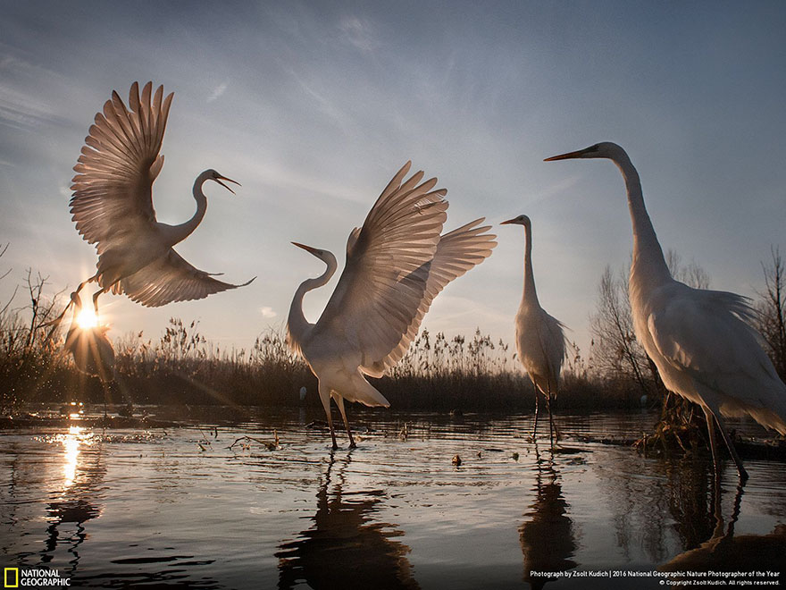 2016-national-geographic-nature-photographer-of-the-year-winners-3-584fb78a43274__880
