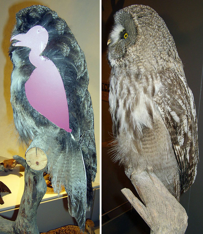 owls-without-feathers-16