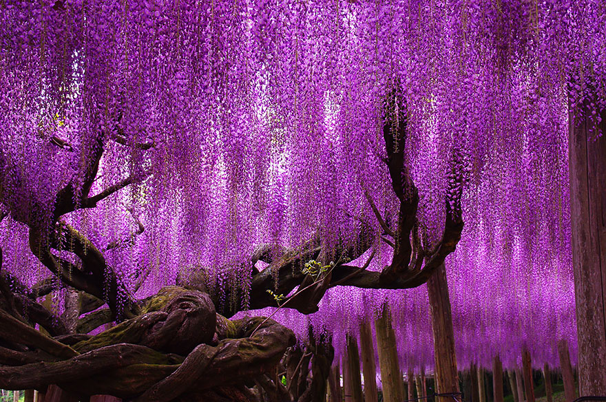 tochigi-wisteria-festival-japan-58e5f695a37af__880