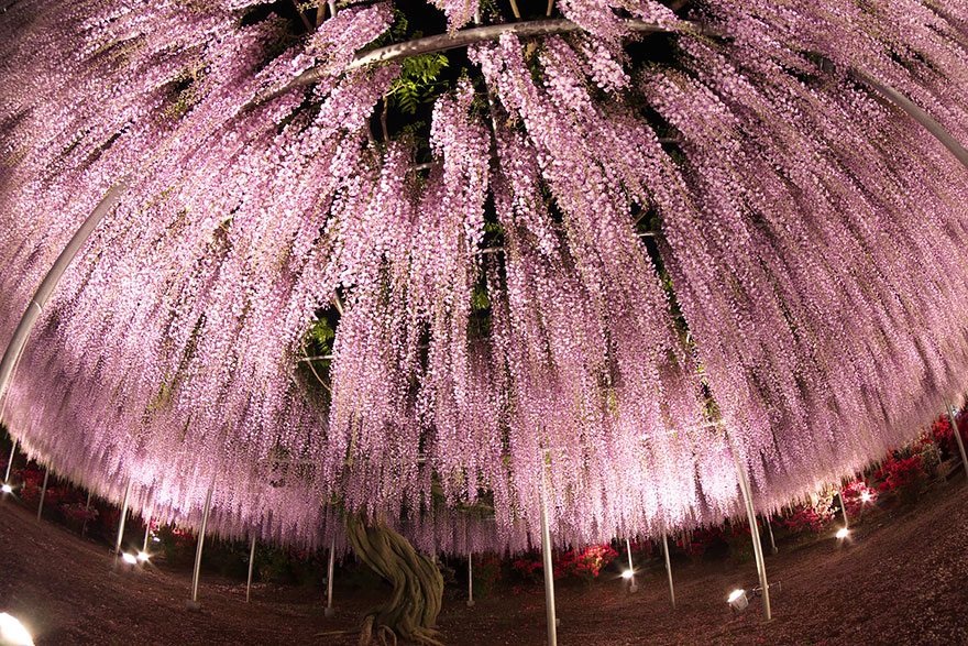 tochigi-wisteria-festival-japan-58e5f706d3cd1__880