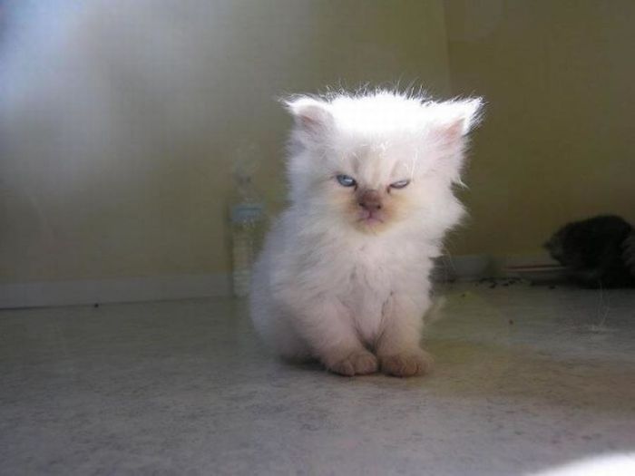 angry-kittens-2-591aec462619a__700