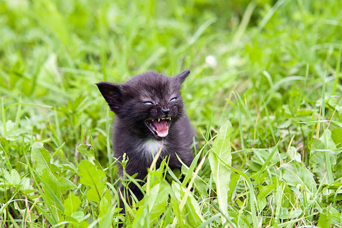 angry-kittens-4-591aef315d0d6__700