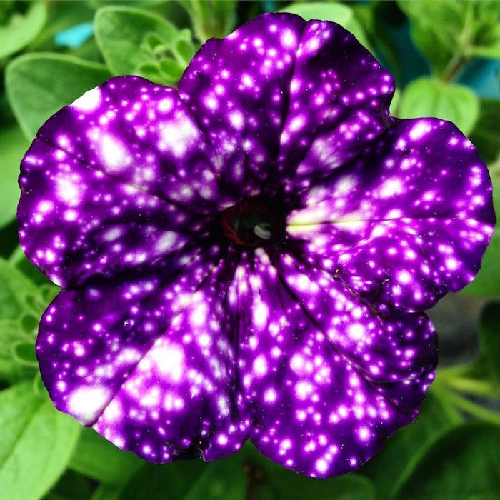 night-sky-petunia-cultivars-galaxy-flowers-6-593f86dd3752d__700