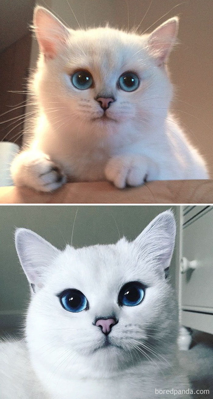 before-after-cats-growing-up-141-5996b1a02695f__700