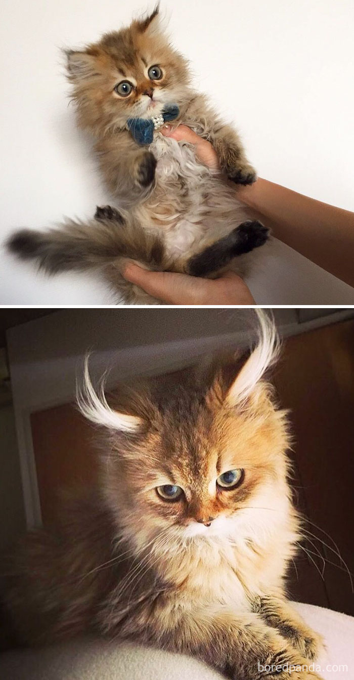 before-after-cats-growing-up-142-5996cef8bd76f__700