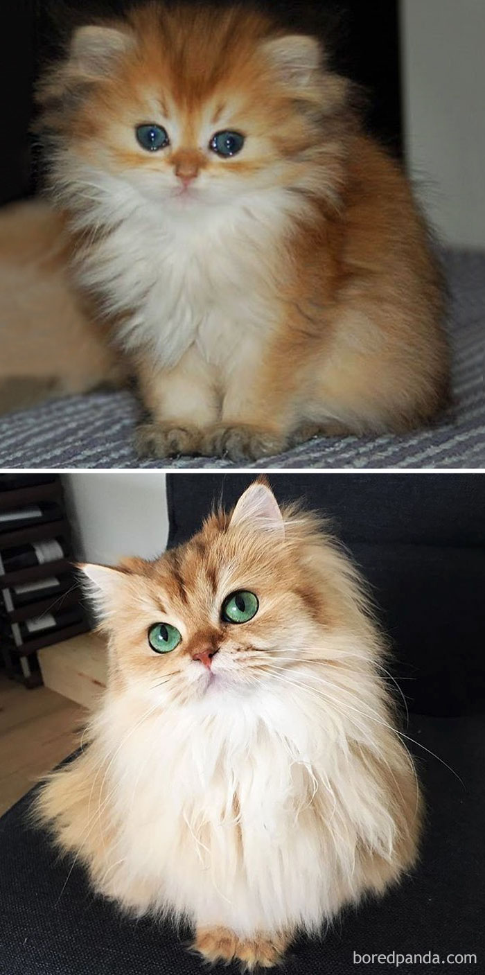 before-after-cats-growing-up-150-599a944d57071__700