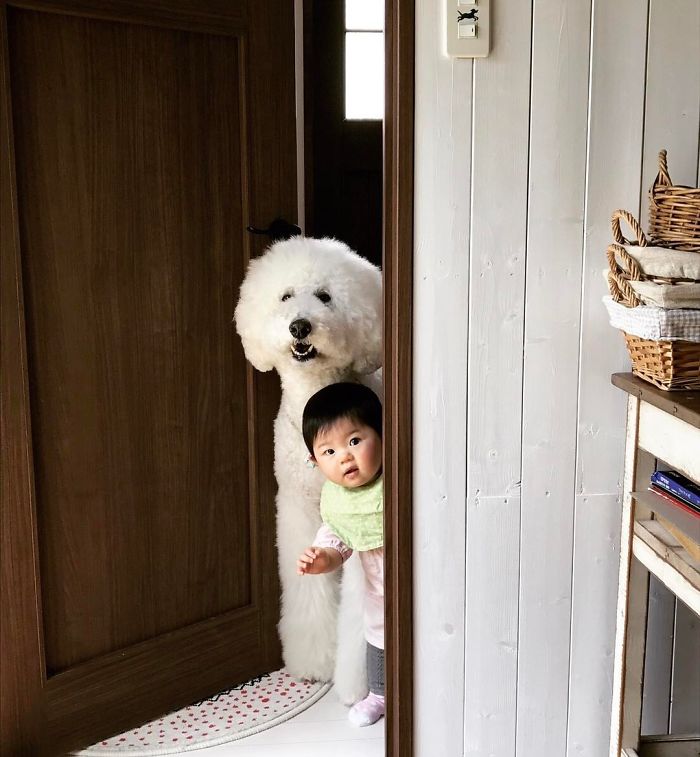 girl-poodle-dog-friendship-mame-riku-japan-13-59819d4839265__700
