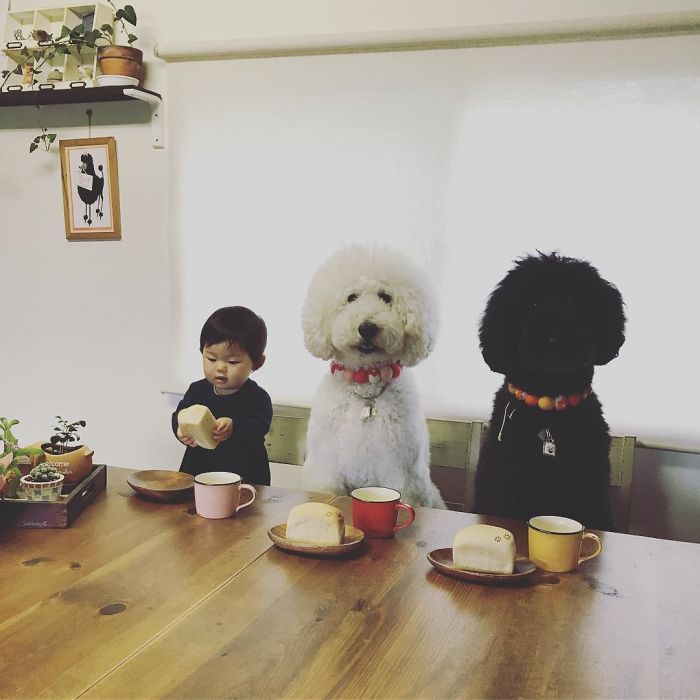 girl-poodle-dog-friendship-mame-riku-japan-20-59819d5f1676c__700