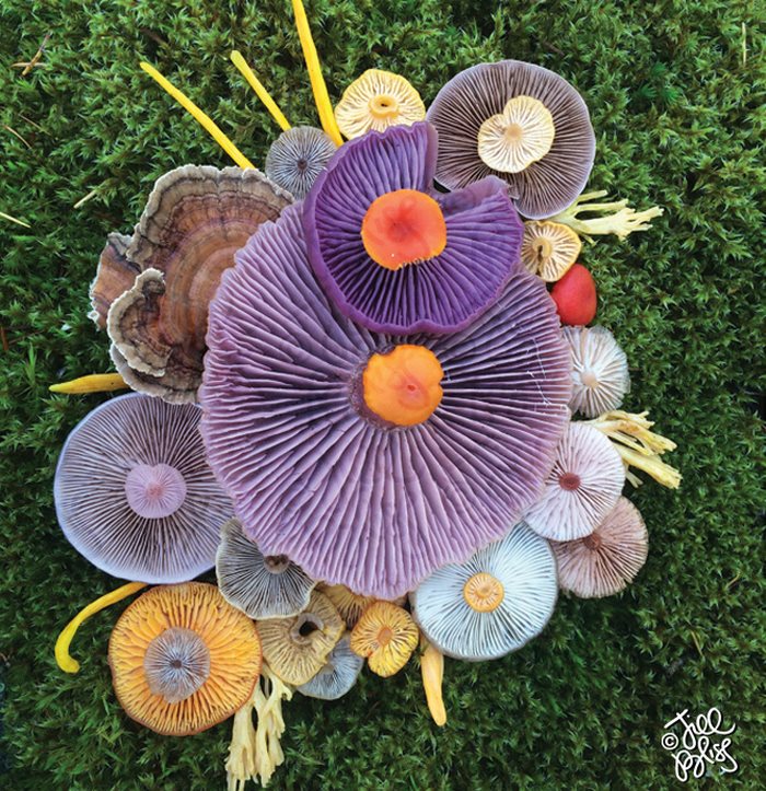 mushrooms-nature-medley-photos-jill-bliss-11-59895e32a4fd1__700