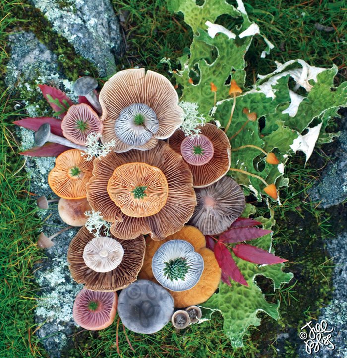 mushrooms-nature-medley-photos-jill-bliss-14-59895e3892648__700