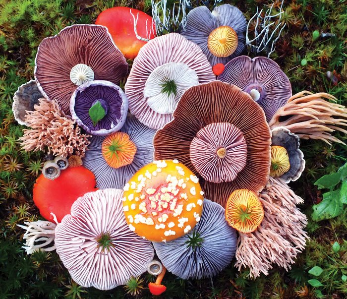 mushrooms-nature-medley-photos-jill-bliss-2-59895e1ca1c50__700