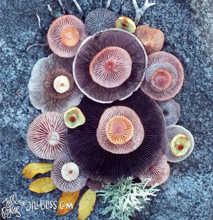 mushrooms-nature-medley-photos-jill-bliss-24-59895e50c3526__700