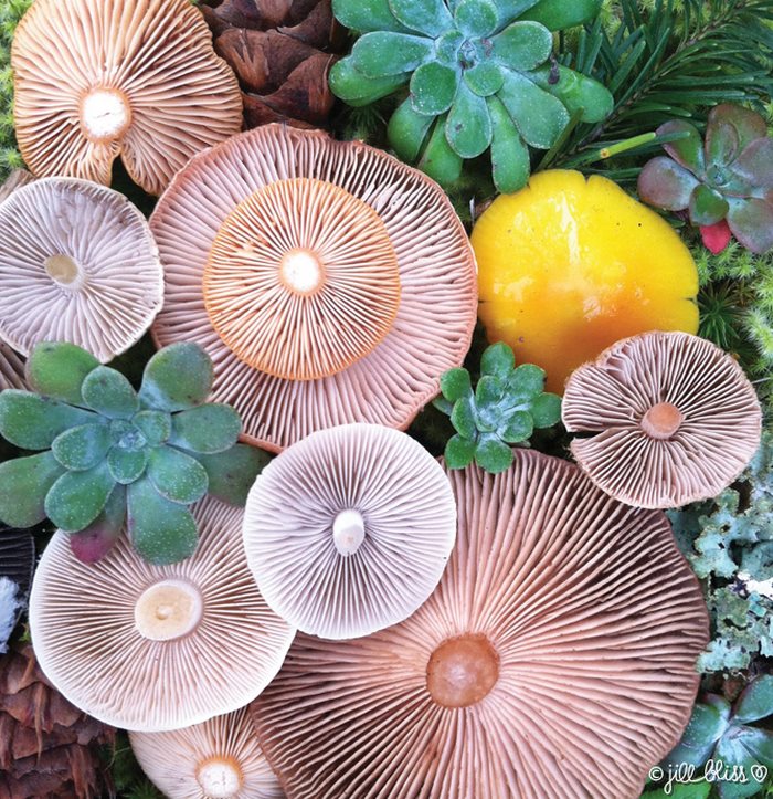 mushrooms-nature-medley-photos-jill-bliss-28-59895e5b9c058__700