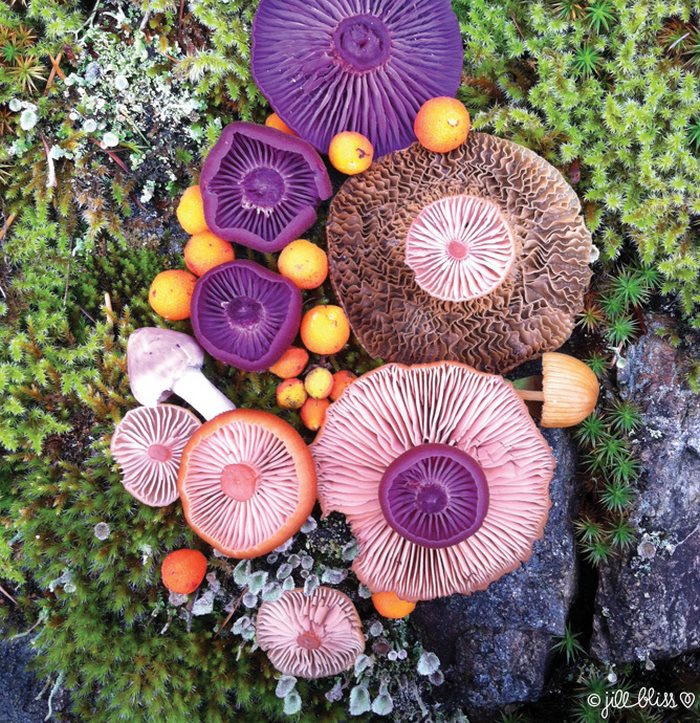 mushrooms-nature-medley-photos-jill-bliss-34-59895e6baaecd__700