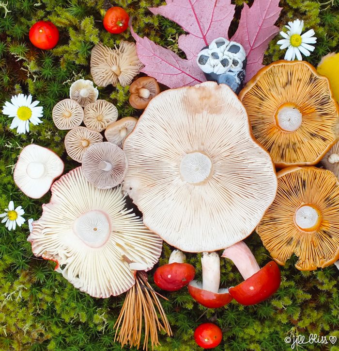 mushrooms-nature-medley-photos-jill-bliss-42-59895e7ea3b90__700