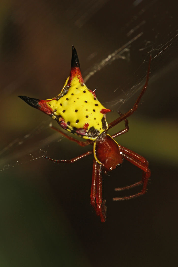 national-geographic-photographer-discovers-spider-pikachu-59d202949328c__700