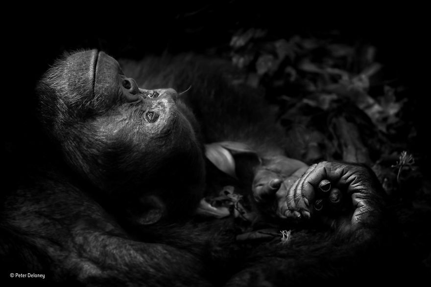 wildlife-photographer-of-the-year-2017-natural-history-museum-7-59e84d410f8ce__880