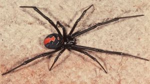 960340-redback-spider