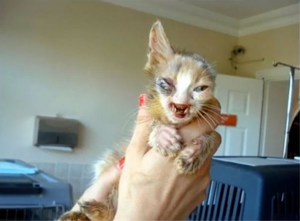 girl-saves-disfigured-cat-istanbul-010