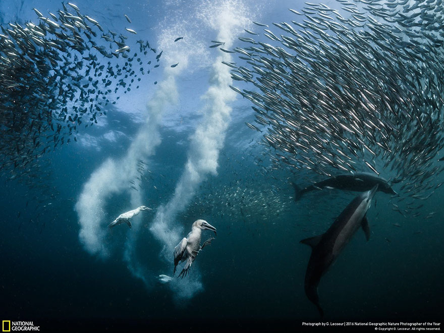 2016-national-geographic-nature-photographer-of-the-year-winners-1-584fb786a8c6c__880