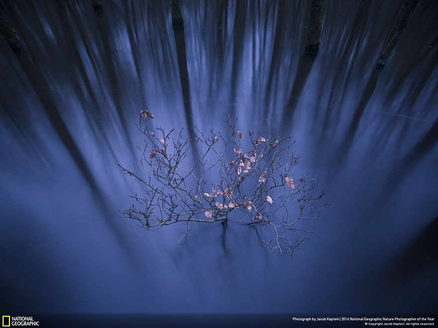 2016-national-geographic-nature-photographer-of-the-year-winners-5-584fb78e2a33e__880