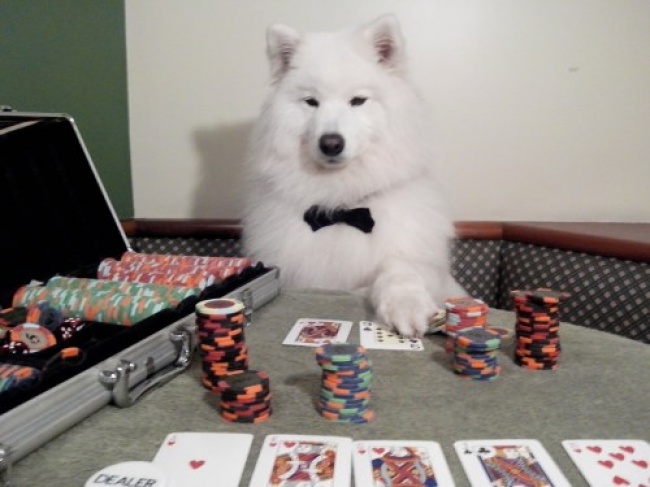 2624505-dog-is-playing-poker-650-99103e00fa-1482222545
