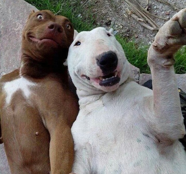 23-funniest-animal-selfies-22