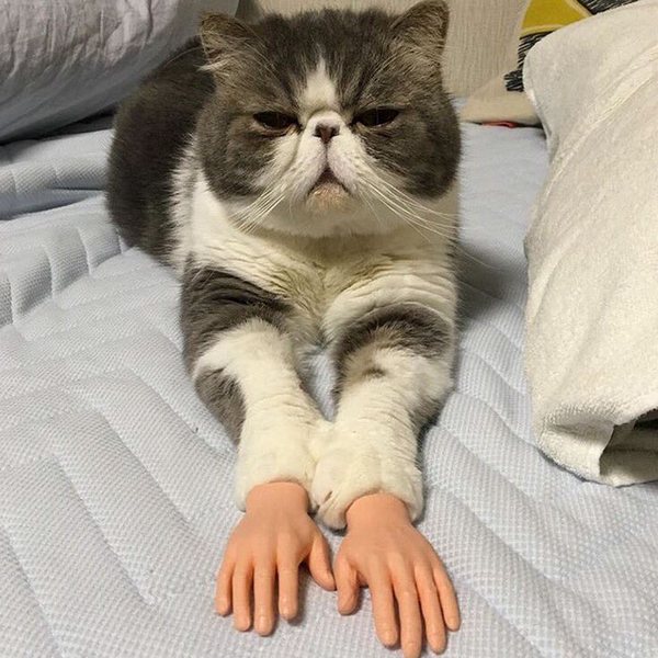 cat-prosthetic-human-hands-1