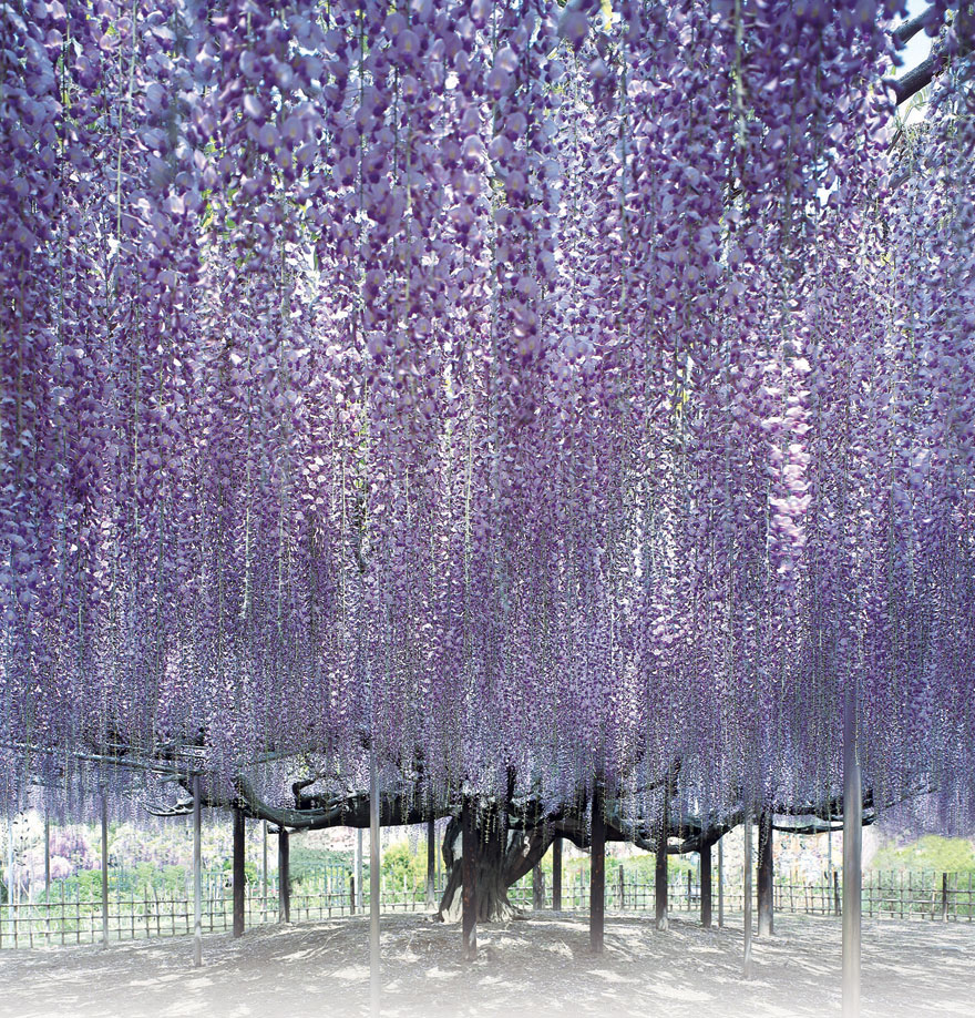 tochigi-wisteria-festival-japan-58e5eb5ecdd48__880