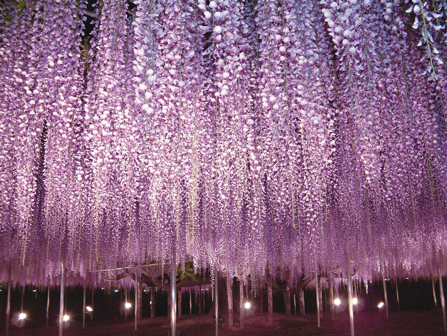 tochigi-wisteria-festival-japan-58e5eb611c219__880