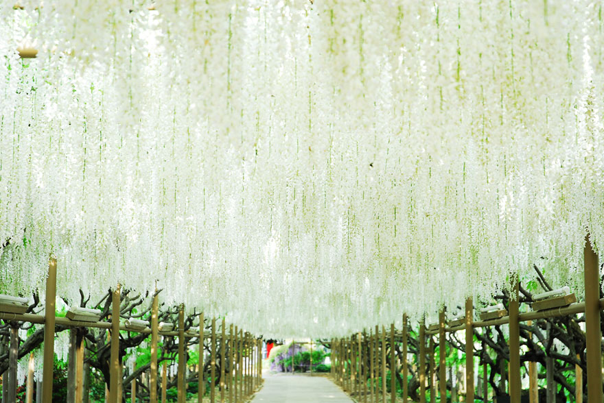 tochigi-wisteria-festival-japan-58e5eb660642c__880