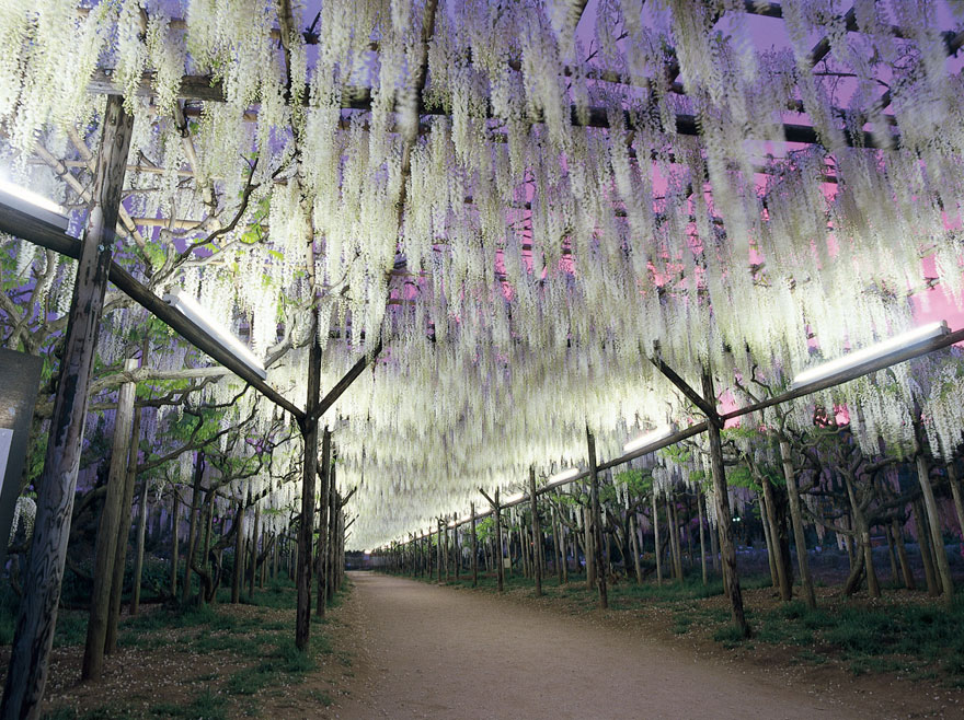 tochigi-wisteria-festival-japan-58e5eb6a2bc5c__880