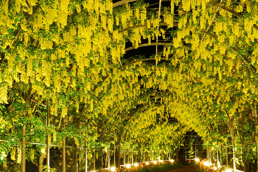 tochigi-wisteria-festival-japan-58e5eb6c7b18e__880