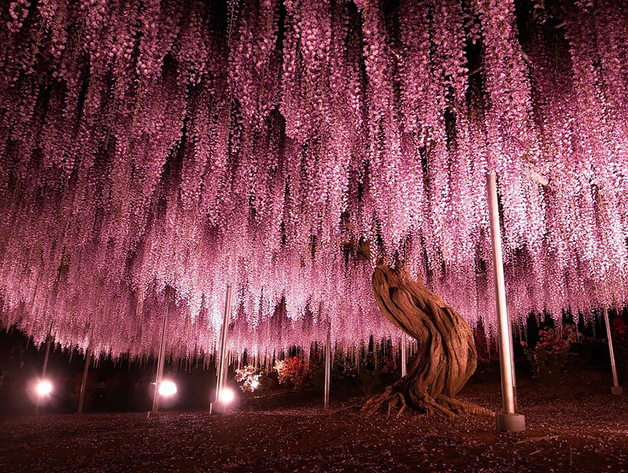 tochigi-wisteria-festival-japan-58e5f5c8ee0f2__880