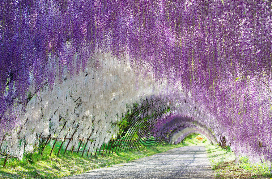 tochigi-wisteria-festival-japan-58e600ddeffc3__880