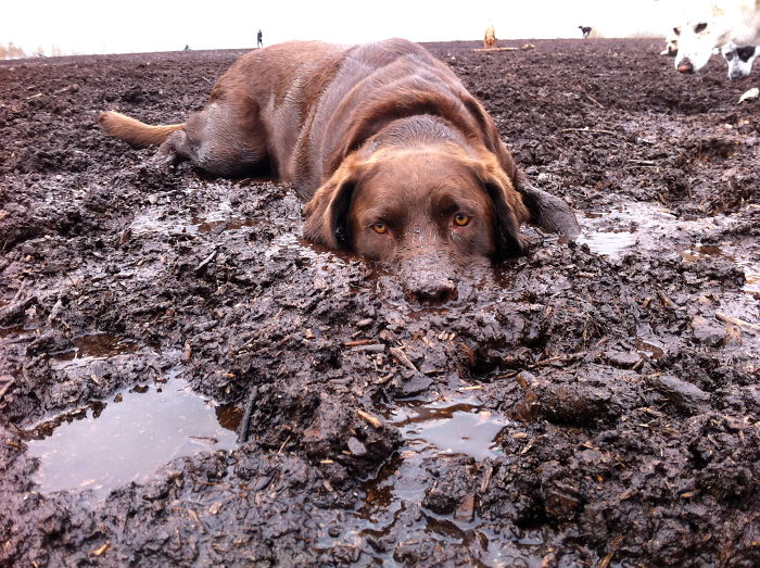 dirty-dogs-playing-in-mud-666-591463a355847__700