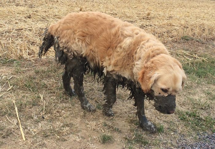dirty-dogs-playing-in-mud-667-5914686c71e70__700
