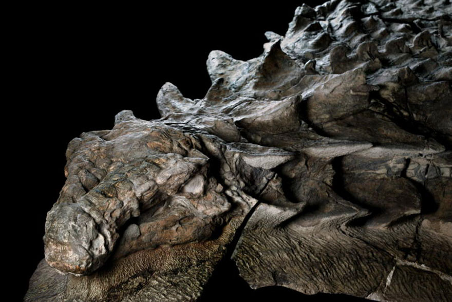 dinosaur-nodosaur-fossil-discovery-2