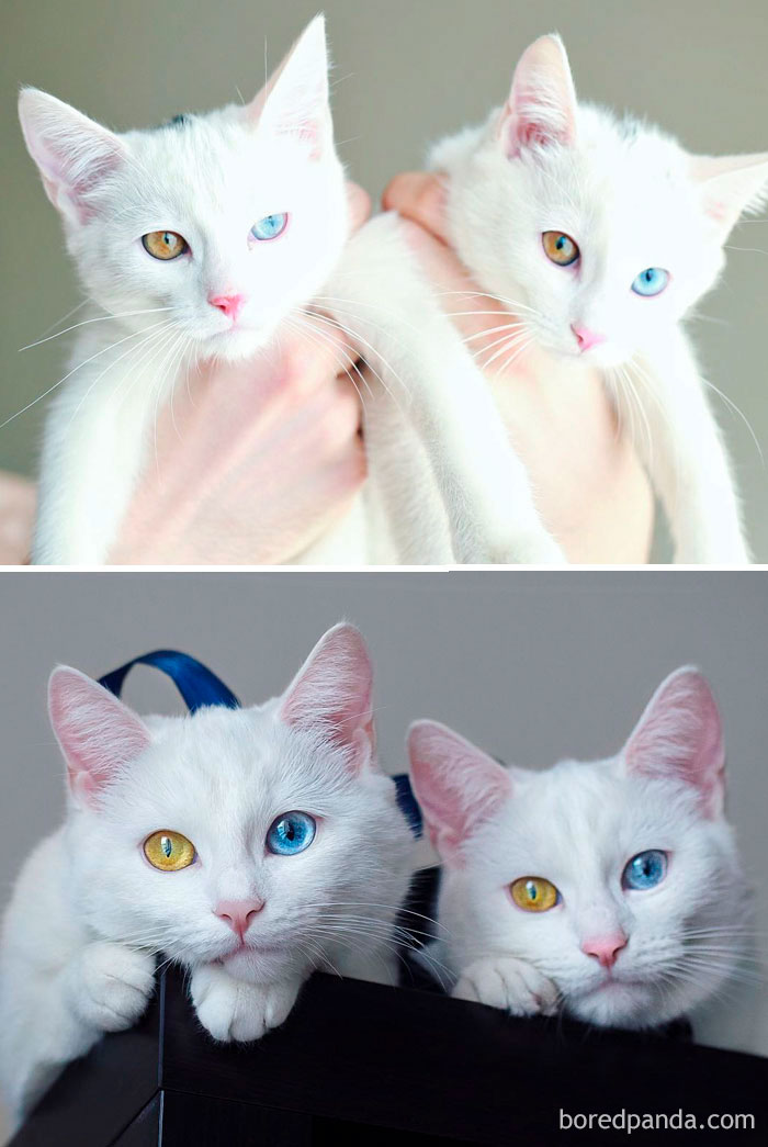before-after-cats-growing-up-143-5996cf8f3261d__700