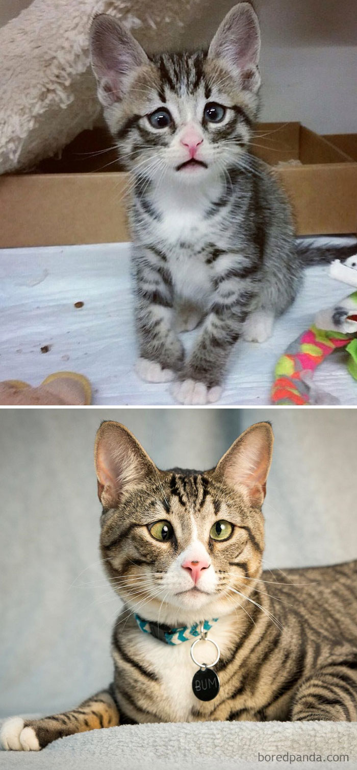 before-after-cats-growing-up-301-599bfa2b18862__700