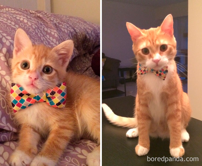 before-after-cats-growing-up-4-59942b3580a04__700
