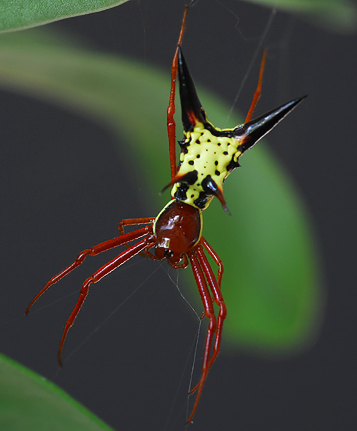 national-geographic-photographer-discovers-spider-pikachu-59d201e4778d2-png__700