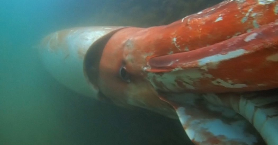 giant-squid-japan-facebookjumbo