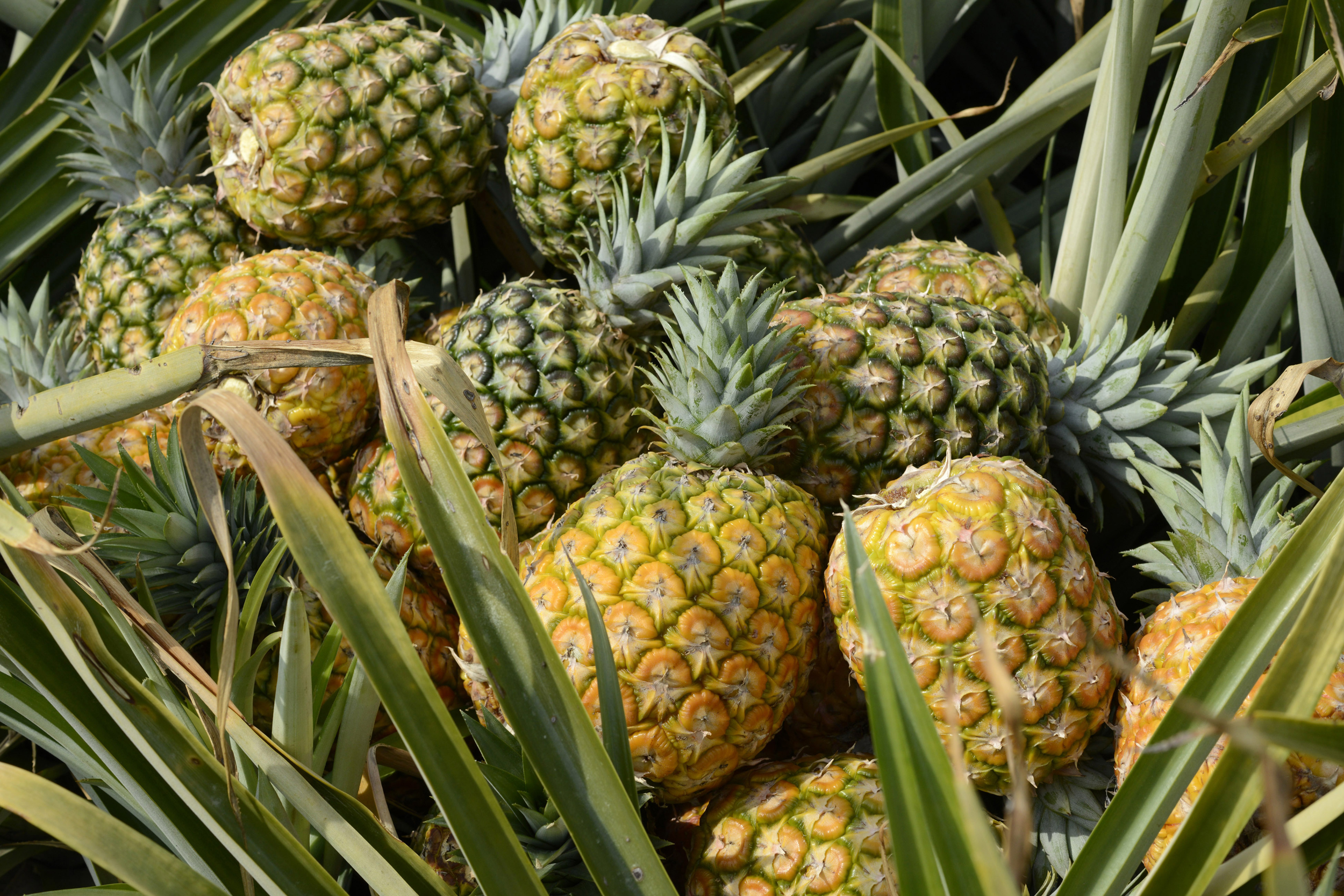 PEREIRA, COLOMBIA - JANUARY 17, 2014: The picked pineapples lay in the middle of a large plantation on January 17, 2014 outside Pereira, Colombia. (Photo by Kaveh Kazemi/Getty Images)
