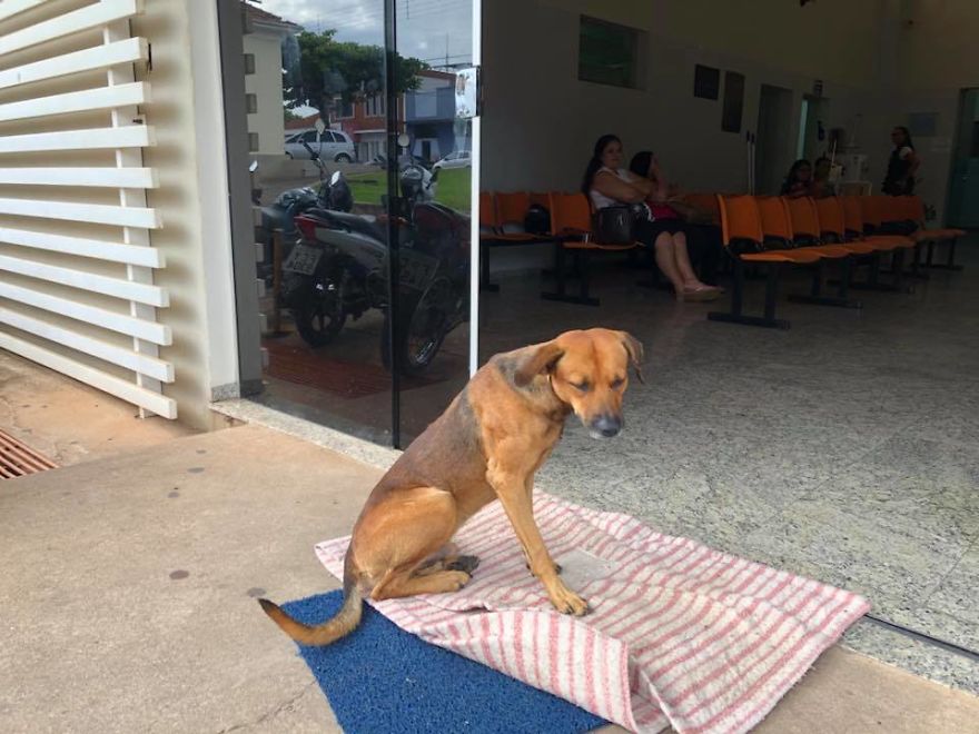 dog-waiting-in-hospital-door-owner-who-died-4-months-ago-5aa08c0841355__880